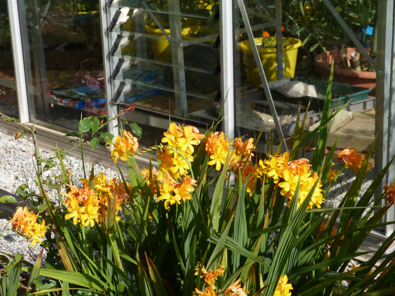 Crocosmia Pauls Best Yellow.JPG