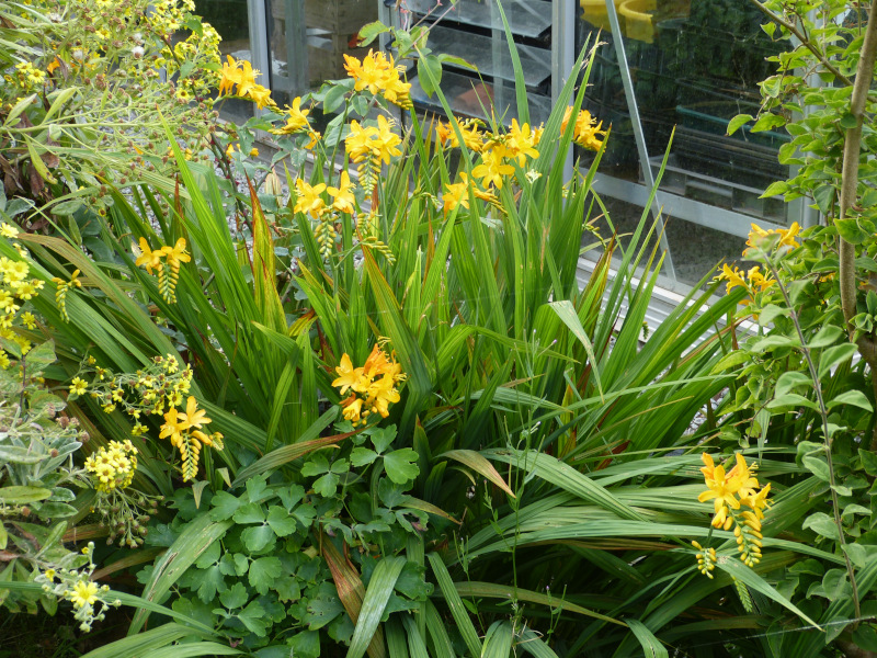 Crocosmia Pauls Best Yellow.JPG
