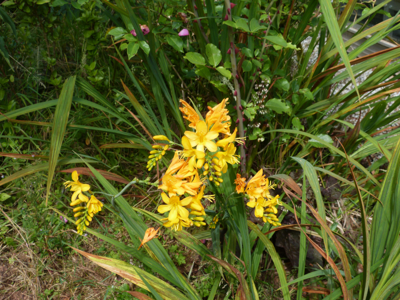 Crocosmia Paul's Best Yellow.JPG