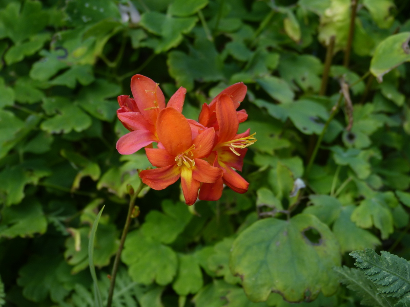 Crocosmia Severn Sunrise 2017.JPG