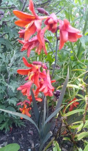 CrocosmiaBrazenHussy.jpg