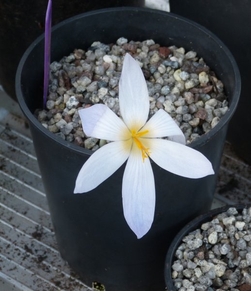 Crocus cancellatus mazziaricus.JPG