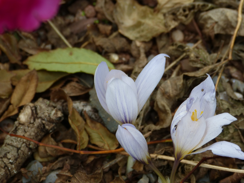 Crocus cancellaus mazzaricus 1.JPG
