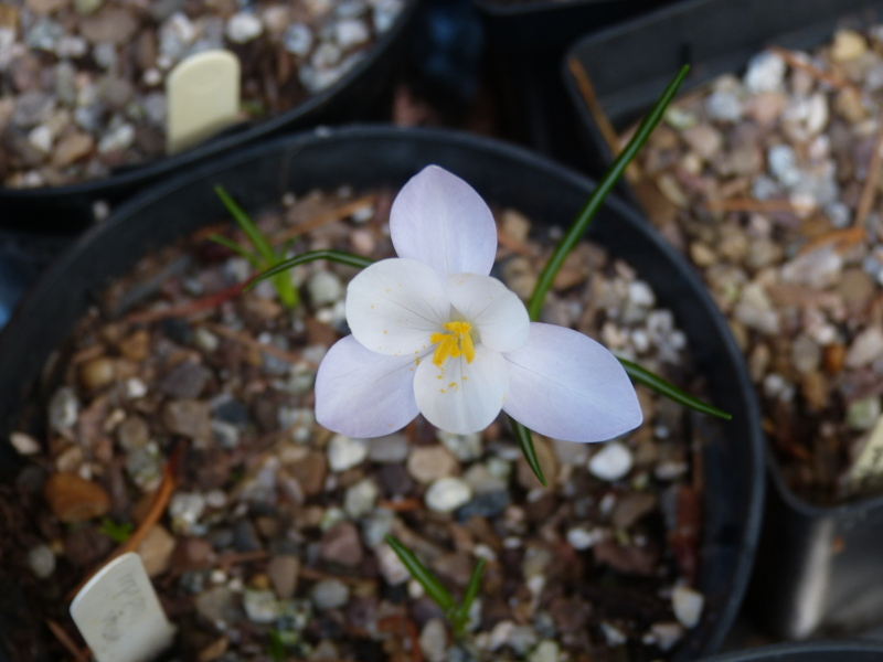 Crocus cartwrightianua.JPG