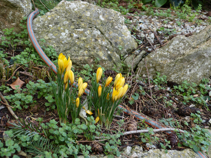 Crocus chrysanthus.JPG