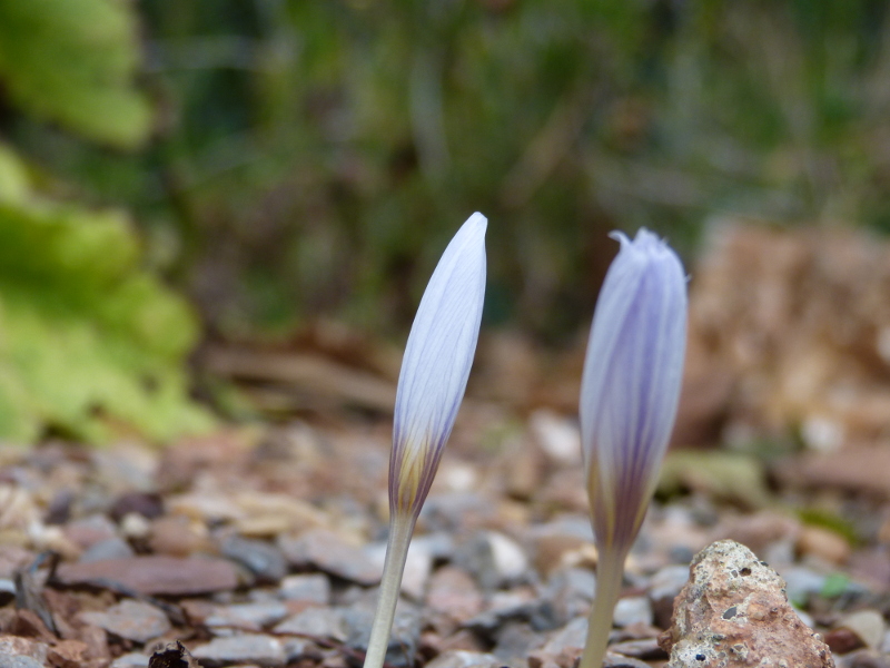 Crocus hadriaticus bud.JPG