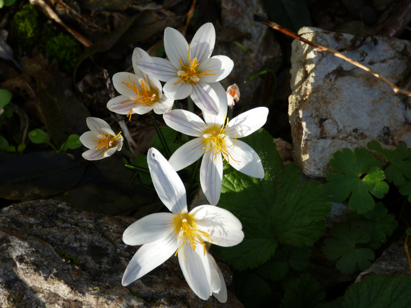 Crocus laevigatus 1.JPG.JPG