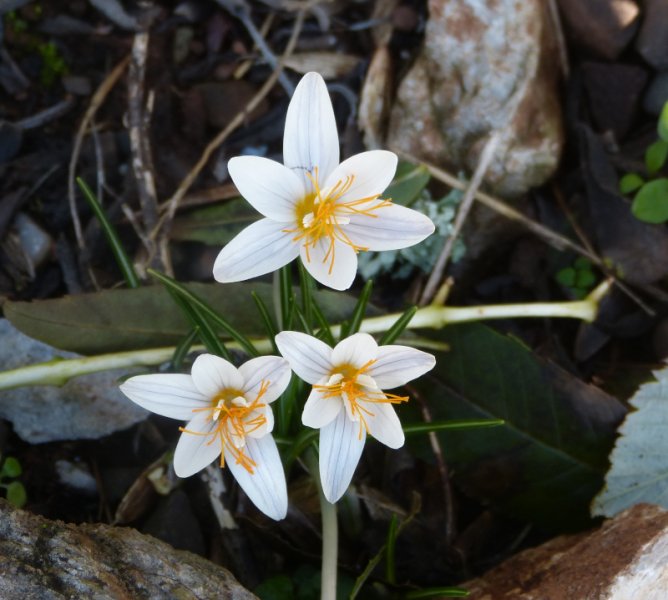 Crocus laevigatus 1.JPG