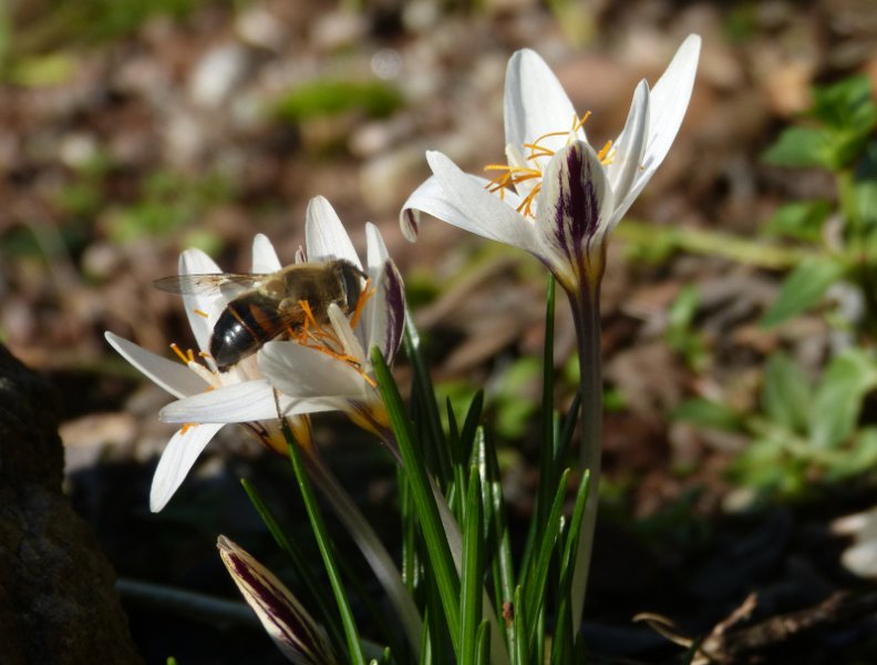 Crocus laevigatus 2.JPG
