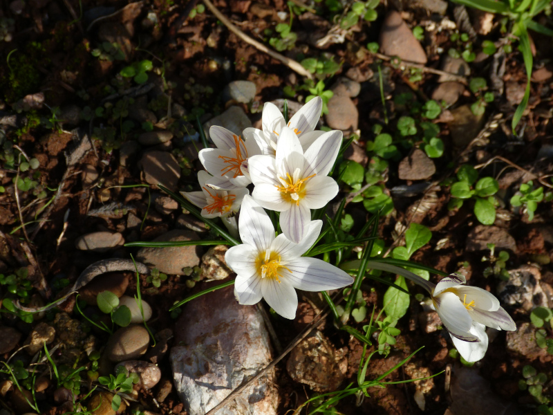 Crocus laevigatus CEH 612.JPG