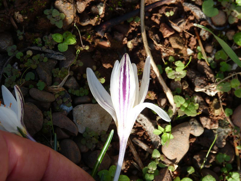 Crocus laevigatus CEH 612 outer.JPG