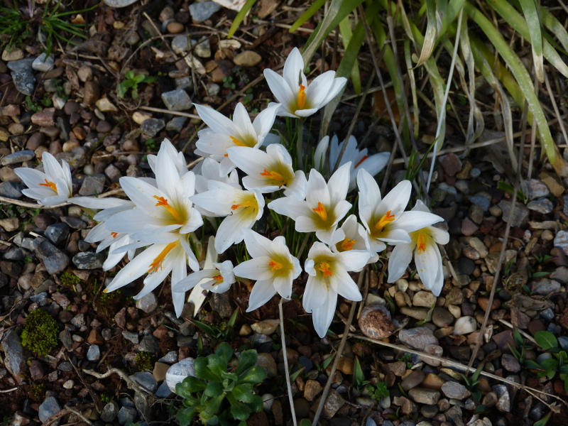 Crocus malyi 2.JPG