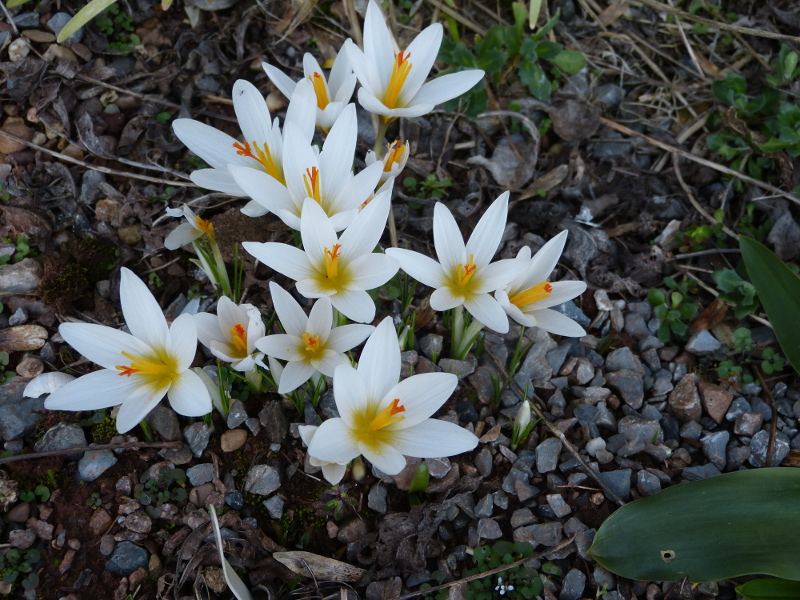 Crocus malyi  7.JPG