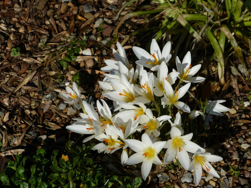 Crocus malyi in sun.JPG