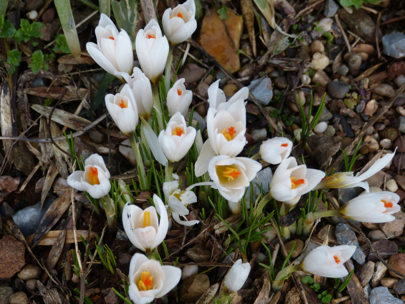 Crocus malyi.JPG