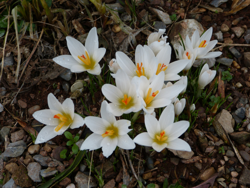 Crocus malyi.JPG