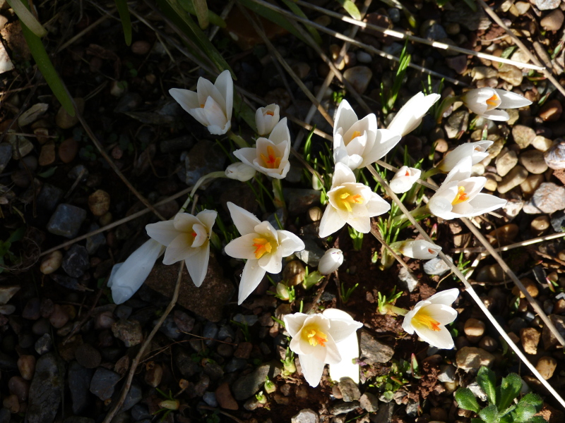 Crocus malyi.JPG