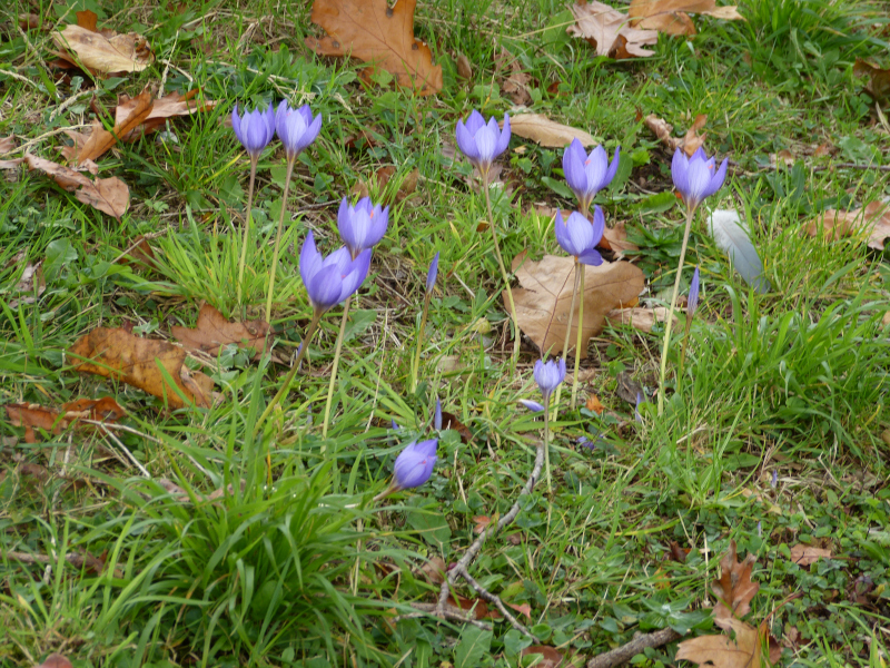 Crocus nudiflorus.JPG