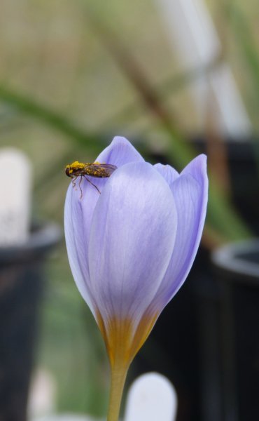Crocus pulchellus 1.JPG