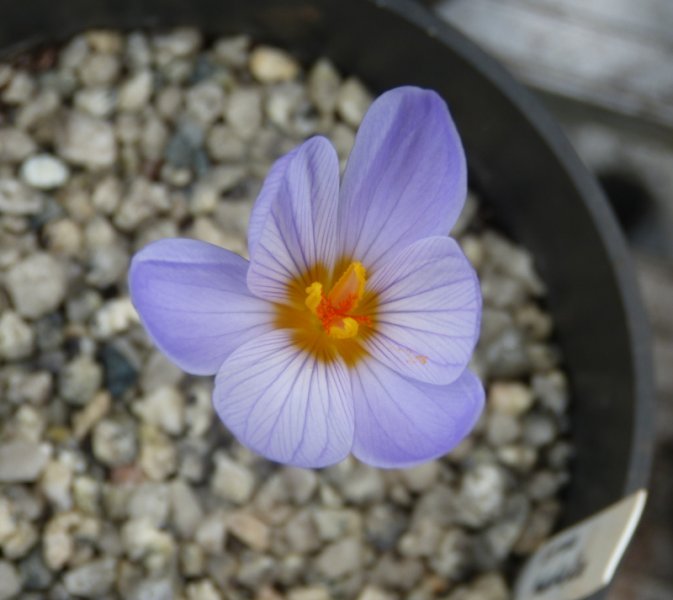 Crocus pulchellus 2.JPG