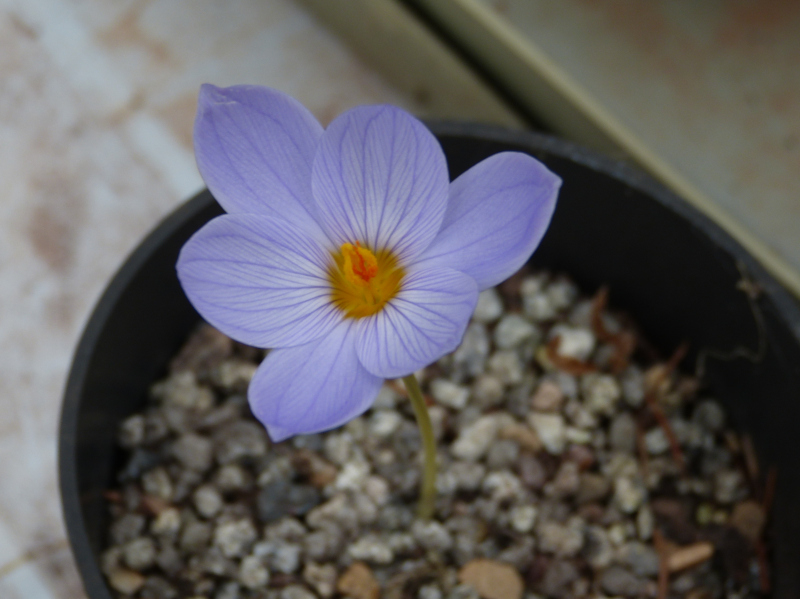 Crocus pulchellus.JPG