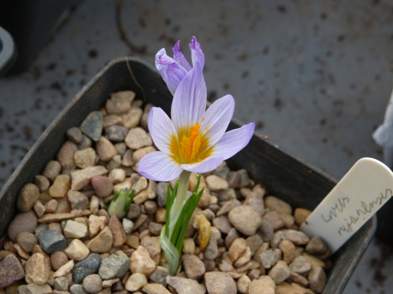 Crocus rujanensis.JPG