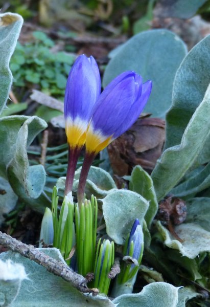 Crocus seiberi Tricolour.JPG