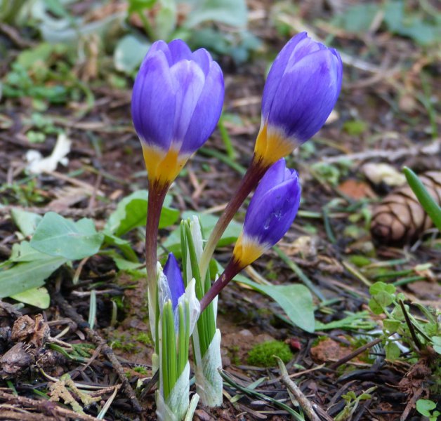Crocus sieberi Tricolour.JPG