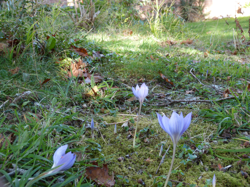 Crocus speciosus 1.JPG