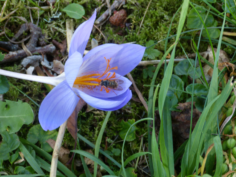 Crocus speciosus 3.JPG