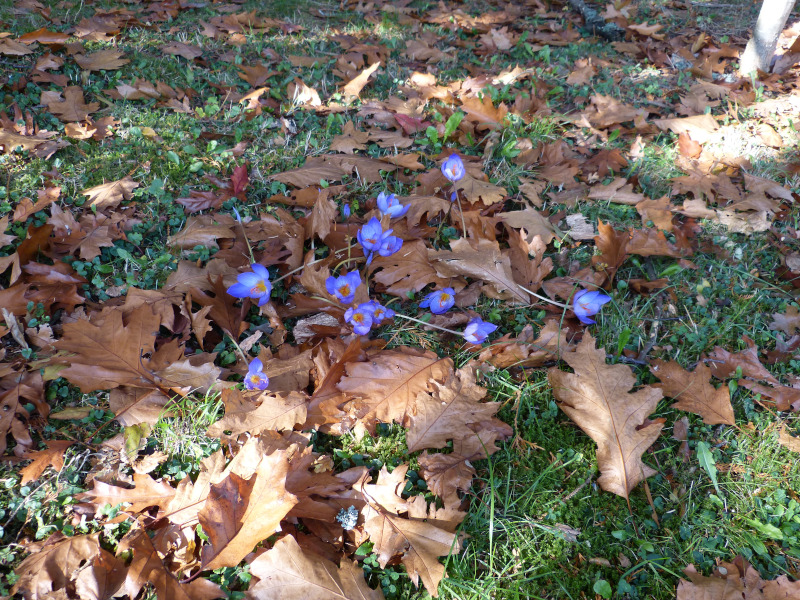 Crocus speciosus.JPG