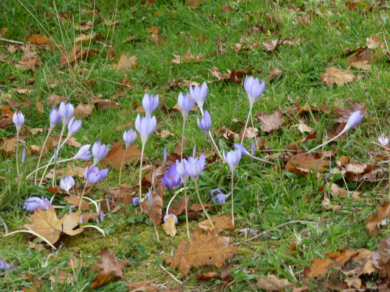 Crocus speciosus3.JPG