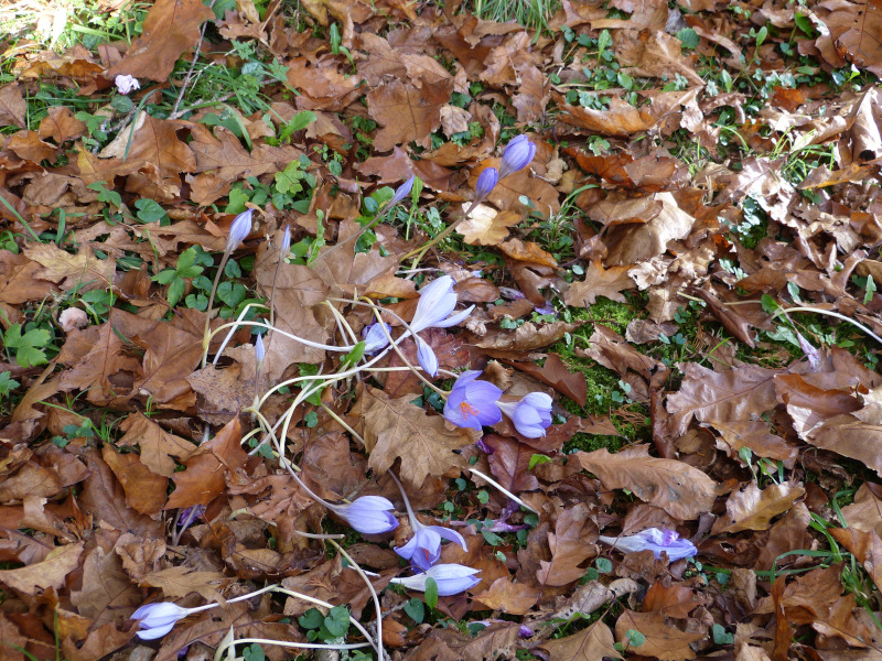 Crocus specious.JPG