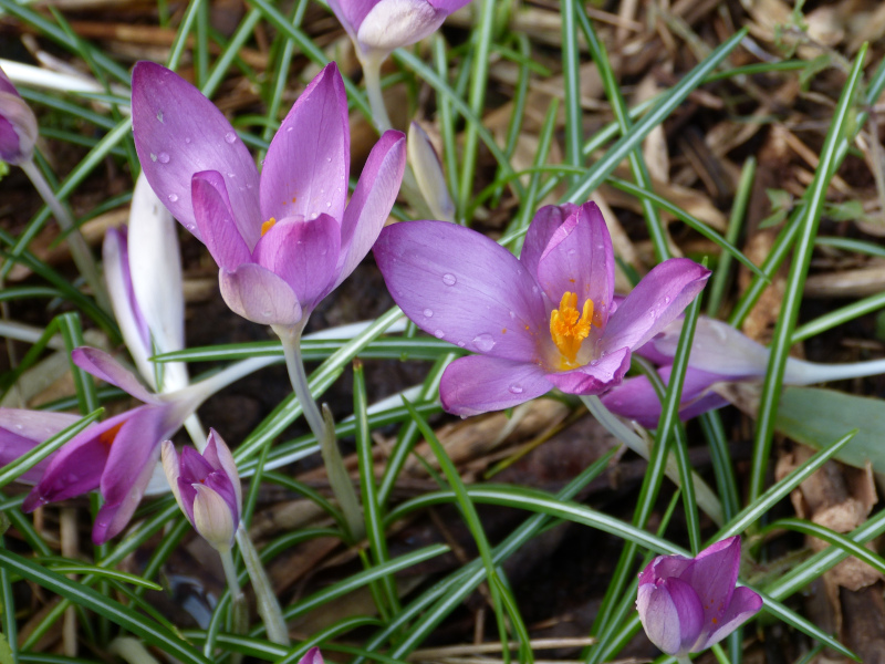 Crocus tommasinianus .JPG