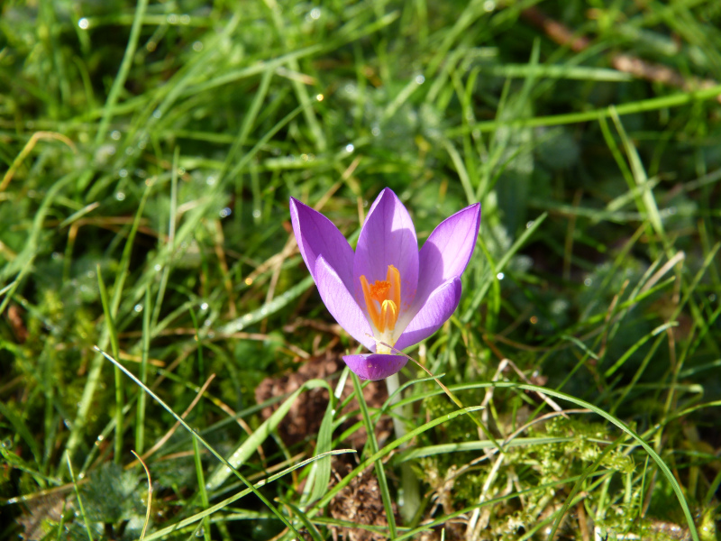 Crocus tommasinianus.JPG