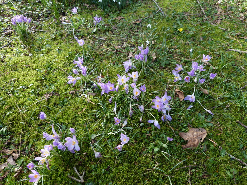 Crocus tommasinianus.JPG