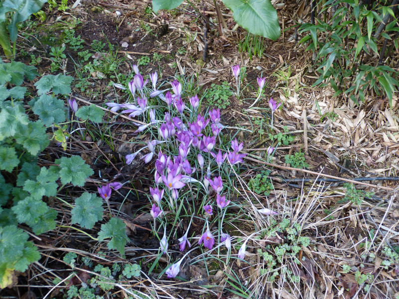 Crocus tommasinianus Whitwell Purple.JPG