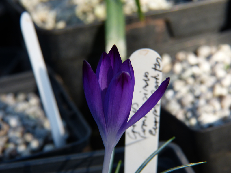 Crocus tommasinus Dark Tips.JPG