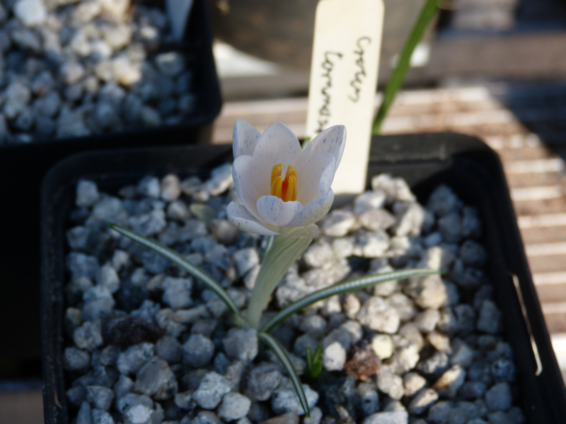 Crocus tommasinus Eric Smith .JPG