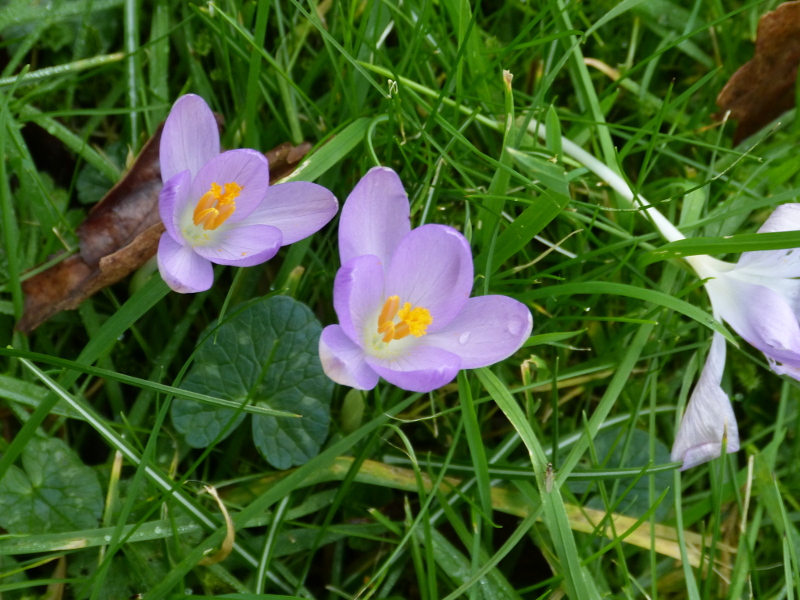 Crocus tommasinus.JPG