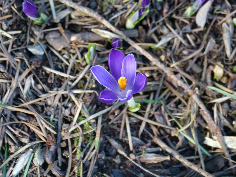 Crocus vernus.JPG