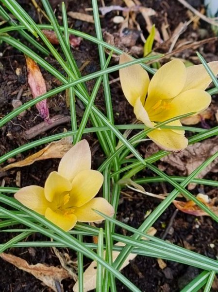 Crocuses 1.jpg