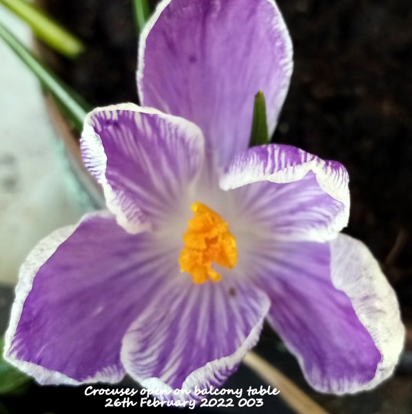 Crocuses flowering on balcony 20th March 2022 002.jpg