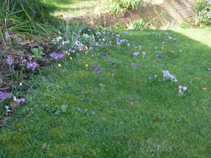 Crocuses in lawn.JPG