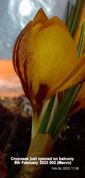 Crocuses just opened on balcony 6th February 2023 002.jpg