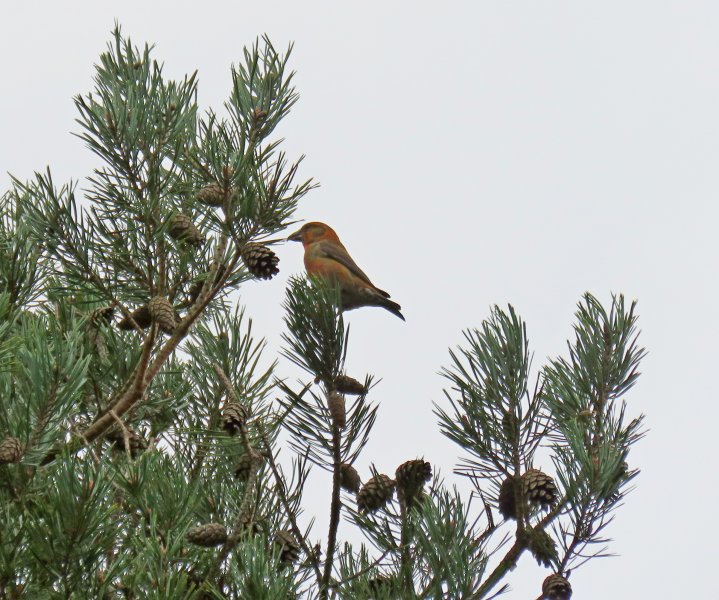 crossbill 2.JPG