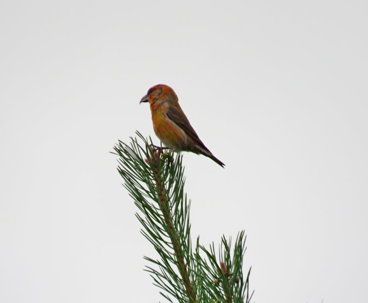 crossbill 3.JPG