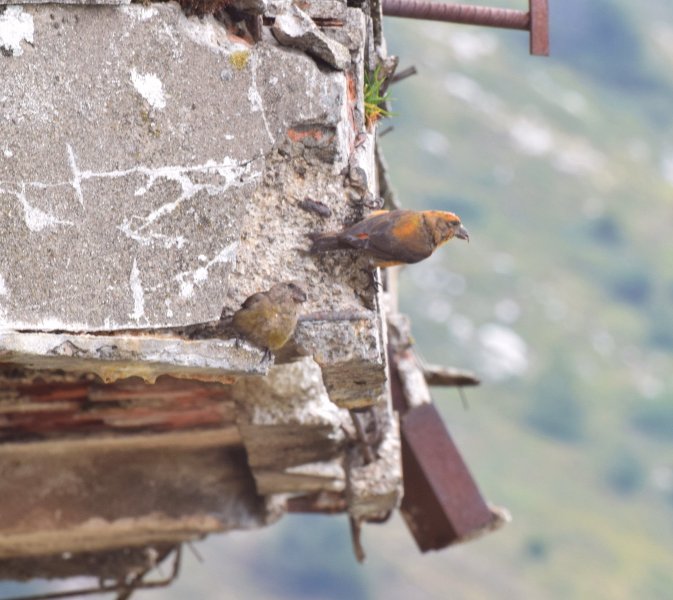 crossbill 3.jpg