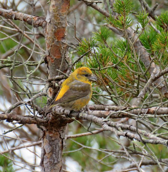 Crossbills - Morden Bog (2).JPG