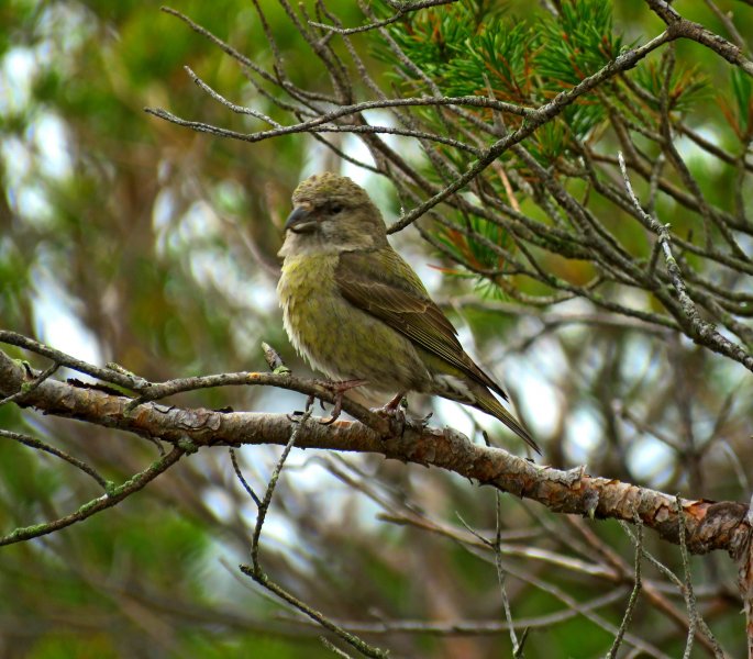 Crossbills - Morden Bog (7).JPG